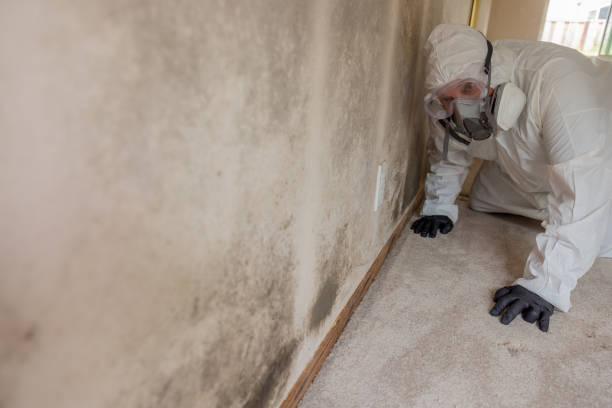 Best Black Mold Removal  in Clayton, NM